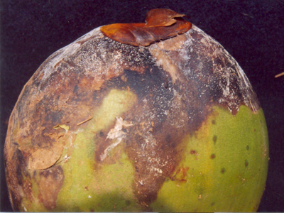 Mahalifruit Image4